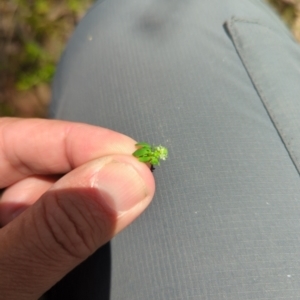 Poranthera microphylla at Wee Jasper, NSW - 17 Nov 2023 12:10 PM