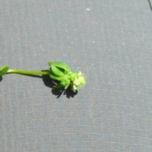 Poranthera microphylla at Wee Jasper, NSW - 17 Nov 2023 12:10 PM