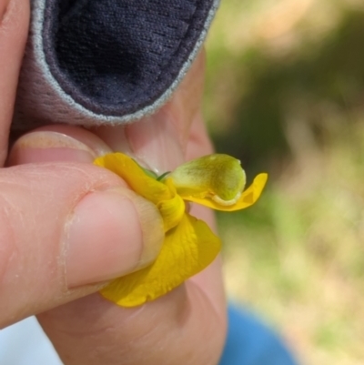 Gompholobium huegelii (Pale Wedge Pea) at Wee Jasper, NSW - 17 Nov 2023 by brettguy80