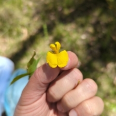 Gompholobium huegelii at Wee Jasper, NSW - 17 Nov 2023