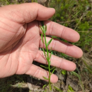 Stackhousia monogyna at Wee Jasper, NSW - 17 Nov 2023