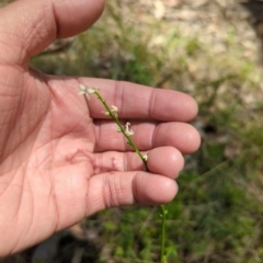 Stackhousia monogyna at Wee Jasper, NSW - 17 Nov 2023 12:07 PM