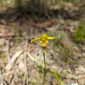 Diuris sulphurea at Wee Jasper, NSW - 17 Nov 2023