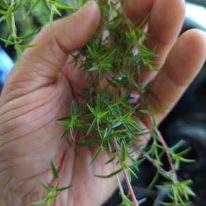 Leptospermum continentale at Wee Jasper, NSW - 17 Nov 2023 11:56 AM