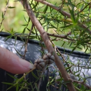 Leptospermum continentale at Wee Jasper, NSW - 17 Nov 2023 11:56 AM