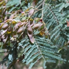 Acacia dealbata (Silver Wattle) at Micalong Gorge - 17 Nov 2023 by brettguy80
