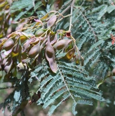 Acacia dealbata (Silver Wattle) at Micalong Gorge - 17 Nov 2023 by brettguy80