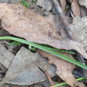 Diuris sp. at Micalong Gorge - suppressed