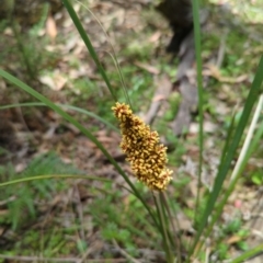 Lomandra longifolia (Spiny-headed Mat-rush, Honey Reed) at Micalong Gorge - 17 Nov 2023 by brettguy80