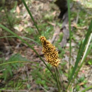 Lomandra longifolia at Wee Jasper, NSW - 17 Nov 2023