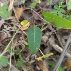 Hardenbergia violacea (False Sarsaparilla) at Micalong Gorge - 17 Nov 2023 by brettguy80