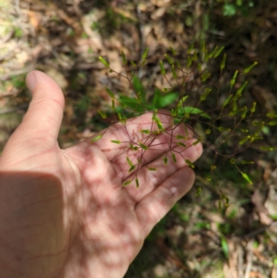 Senecio linearifolius var. latifolius at Wee Jasper, NSW - 17 Nov 2023 by brettguy80