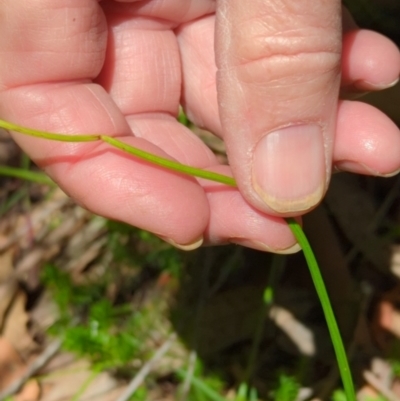 Microtis sp. (Onion Orchid) at Wee Jasper, NSW - 17 Nov 2023 by brettguy80