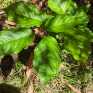 Ulmus procera at Wee Jasper, NSW - 17 Nov 2023