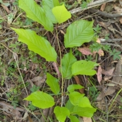 Ulmus procera at Wee Jasper, NSW - 17 Nov 2023