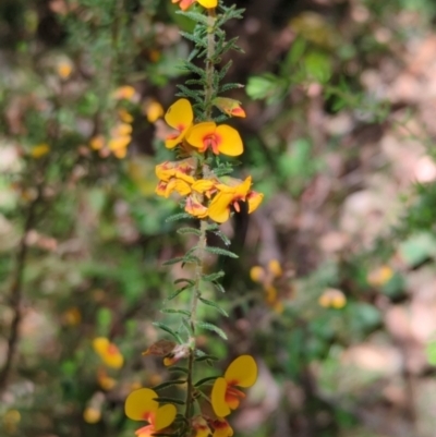 Dillwynia phylicoides (A Parrot-pea) at Wee Jasper, NSW - 17 Nov 2023 by brettguy80
