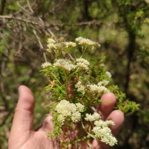 Cassinia aculeata at Wee Jasper, NSW - 17 Nov 2023