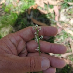 Stackhousia monogyna (Creamy Candles) at Micalong Gorge - 17 Nov 2023 by brettguy80