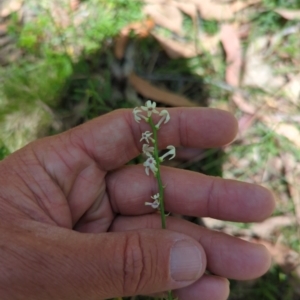 Stackhousia monogyna at Wee Jasper, NSW - 17 Nov 2023 11:12 AM