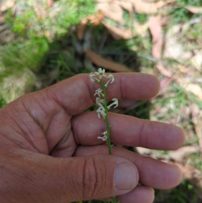 Stackhousia monogyna (Creamy Candles) at Micalong Gorge - 17 Nov 2023 by brettguy80