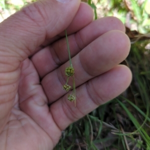 Luzula flaccida at Wee Jasper, NSW - 17 Nov 2023 11:09 AM