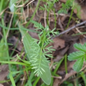 Oreomyrrhis eriopoda at Bondo State Forest - 17 Nov 2023