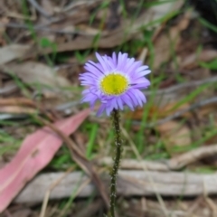 Brachyscome spathulata (Coarse Daisy, Spoon-leaved Daisy) at Wee Jasper, NSW - 17 Nov 2023 by brettguy80