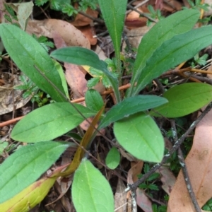 Cynoglossum australe at Wee Jasper, NSW - 17 Nov 2023 10:58 AM