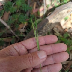 Microlaena stipoides (Weeping Grass) at Micalong Gorge - 16 Nov 2023 by brettguy80