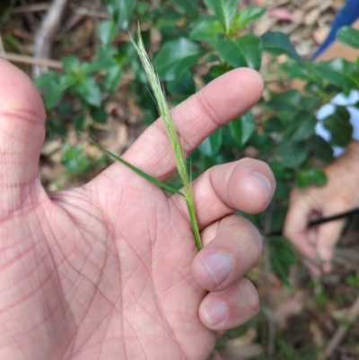 Dichelachne sp. (Plume Grasses) at Micalong Gorge - 16 Nov 2023 by brettguy80