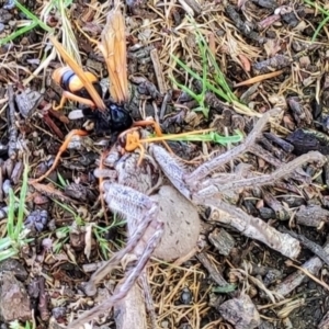 Isopeda canberrana at Lake Ginninderra - 22 Nov 2023 11:54 AM