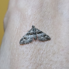 Phrissogonus laticostata (Apple looper moth) at Captains Flat, NSW - 22 Nov 2023 by Csteele4