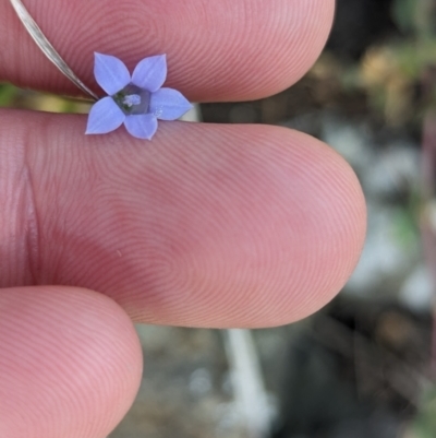 Wahlenbergia sp. at Lord Howe Island, NSW - 19 Oct 2023 by Darcy