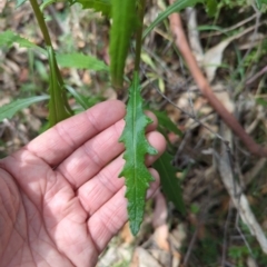 Senecio hispidulus (Hill Fireweed) at Micalong Gorge - 16 Nov 2023 by brettguy80