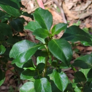 Coprosma hirtella at Wee Jasper, NSW - 17 Nov 2023 10:53 AM