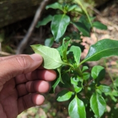 Coprosma hirtella at Wee Jasper, NSW - 17 Nov 2023 10:53 AM