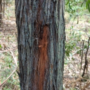 Eucalyptus sp. at Wee Jasper, NSW - 17 Nov 2023 10:48 AM