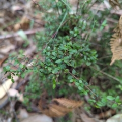 Coprosma quadrifida (Prickly Currant Bush, Native Currant) at Wee Jasper, NSW - 16 Nov 2023 by brettguy80