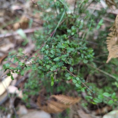 Coprosma quadrifida (Prickly Currant Bush, Native Currant) at Micalong Gorge - 16 Nov 2023 by brettguy80