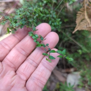 Coprosma quadrifida at Wee Jasper, NSW - 17 Nov 2023 10:47 AM