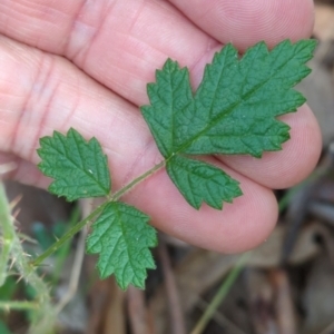 Rubus parvifolius at Wee Jasper, NSW - 17 Nov 2023