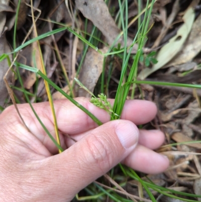 Carex breviculmis (Short-Stem Sedge) at Micalong Gorge - 16 Nov 2023 by brettguy80