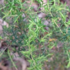 Leucopogon fletcheri subsp. brevisepalus at Wee Jasper, NSW - 17 Nov 2023