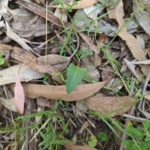 Viola betonicifolia at Wee Jasper, NSW - 17 Nov 2023 10:39 AM