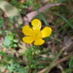 Ranunculus lappaceus (Australian Buttercup) at Micalong Gorge - 16 Nov 2023 by brettguy80