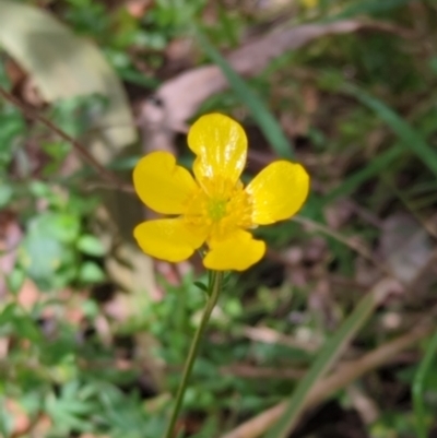 Ranunculus lappaceus (Australian Buttercup) at Wee Jasper, NSW - 17 Nov 2023 by Wildlifewarrior80