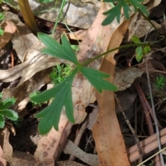 Ranunculus lappaceus at Wee Jasper, NSW - 17 Nov 2023 10:37 AM