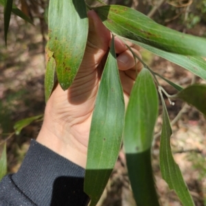 Acacia melanoxylon at Wee Jasper, NSW - 17 Nov 2023