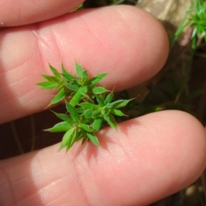 Styphelia humifusum at Wee Jasper, NSW - 17 Nov 2023