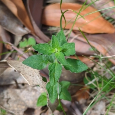 Mentha diemenica (Wild Mint, Slender Mint) at Micalong Gorge - 16 Nov 2023 by brettguy80